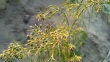Cumin ( Kreuzk�mmel)